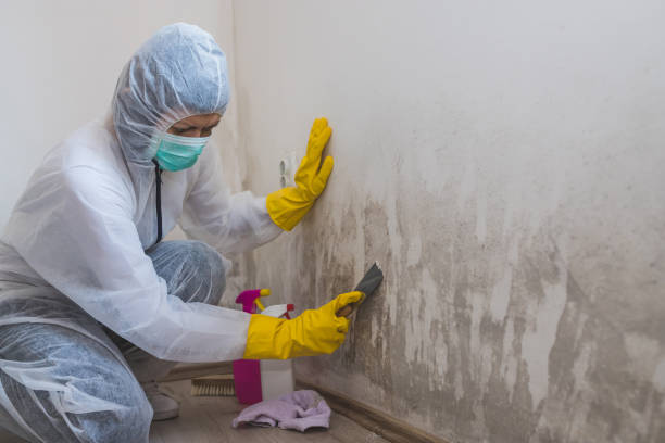 Best Basement Mold Remediation in Braddock, VA