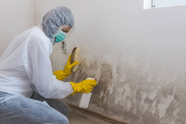 Best Crawl Space Mold Remediation in Braddock, VA