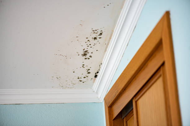 Best Black Mold Remediation in Braddock, VA