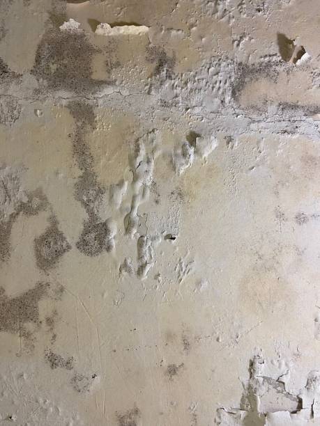 Best Health and Safety Mold Remediation in Braddock, VA