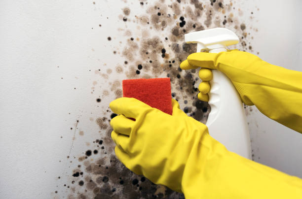 Best Post-Remediation Services in Braddock, VA