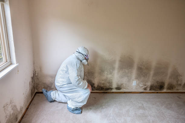 Best Mold Remediation for Specific Building Types in Braddock, VA