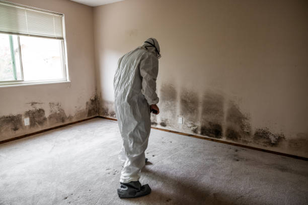 Best White Mold Remediation in Braddock, VA
